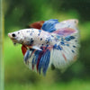 Galaxy/Candy Koi Halfmoon - 14 weeks old