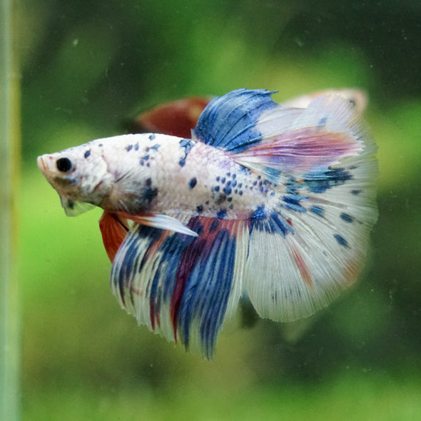 Galaxy/Candy Koi Halfmoon - 14 weeks old