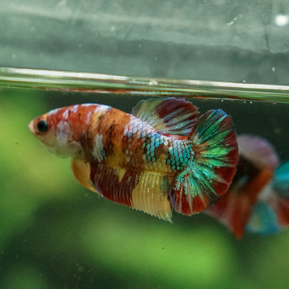 Multicolor/ Galaxy Koi Plakat - Female- 13 Weeks Old