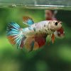 Multicolor/ Galaxy Koi Halfmoon- Female- 13 Weeks Old