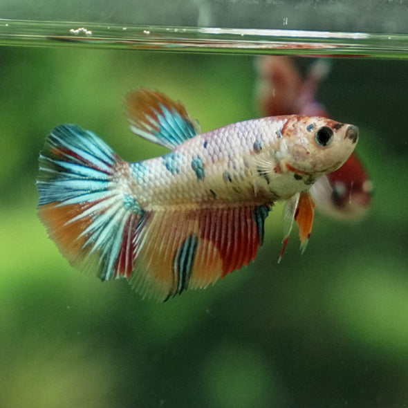 Multicolor/ Galaxy Koi Halfmoon- Female- 13 Weeks Old