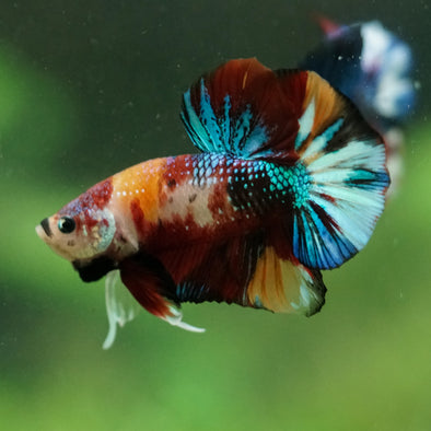 Multicolor/Galaxy Koi Plakat -16 weeks Old