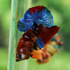 Multicolor/Galaxy Koi Plakat -13 weeks Old