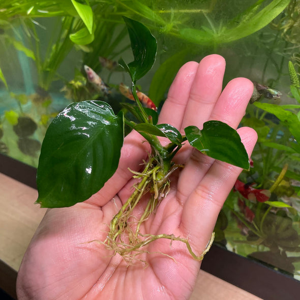 Anubias Bateri