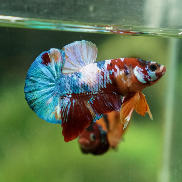 Multicolor/Galaxy Koi Plakat -13 weeks Old