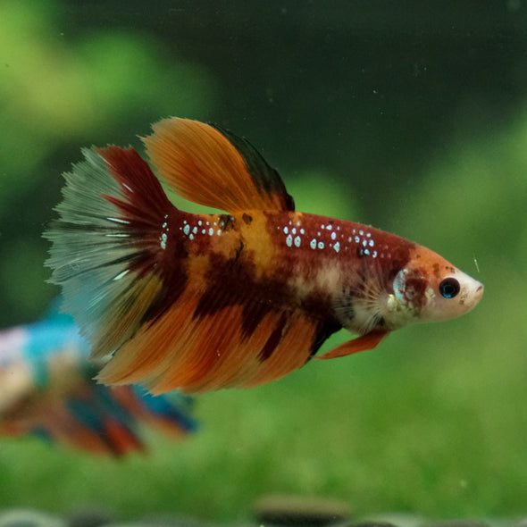 Multicolor/ Galaxy Koi Halfmoon- Female- 13 Weeks Old