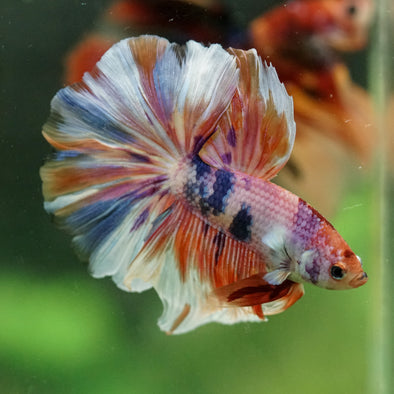 Galaxy/Candy Koi Halfmoon - 14 weeks old
