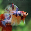 Galaxy/Candy Koi Halfmoon - 14 weeks old