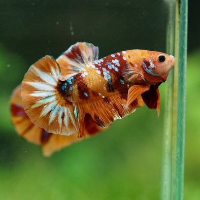 Multicolor/Galaxy Koi Plakat -16 weeks Old