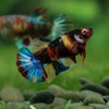 Pack of 5 Multicolored/Galaxy Koi Plakat - Female