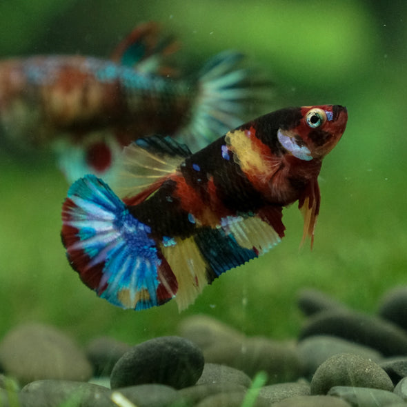 Pack of 2 Multicolored/Galaxy Koi Plakat - Female