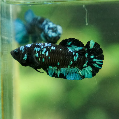 Black Galaxy Koi Plakat (Avatar) - Female- 13 Weeks Old