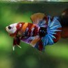 Multicolor/Galaxy Koi Plakat -16 weeks Old