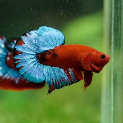 Red Fancy (Hell Boy) Plakat -13 weeks Old