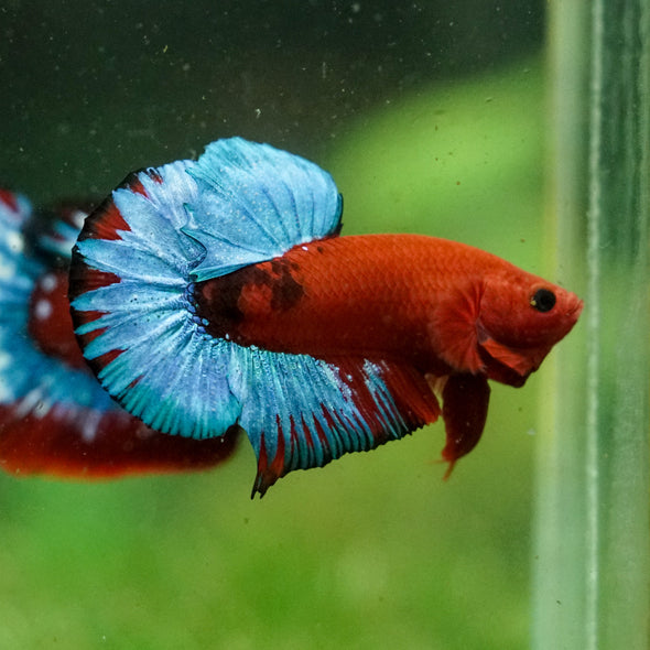 Red Fancy (Hell Boy) Plakat -13 weeks Old