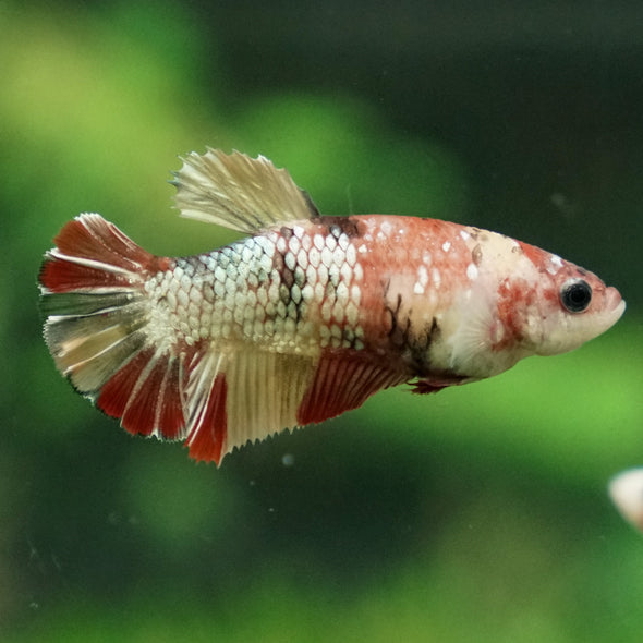 Multicolor/ Galaxy Koi Plakat- Female- 13 Weeks Old