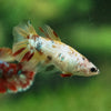 Multicolor/ Galaxy Koi Halfmoon- Female- 13 Weeks Old