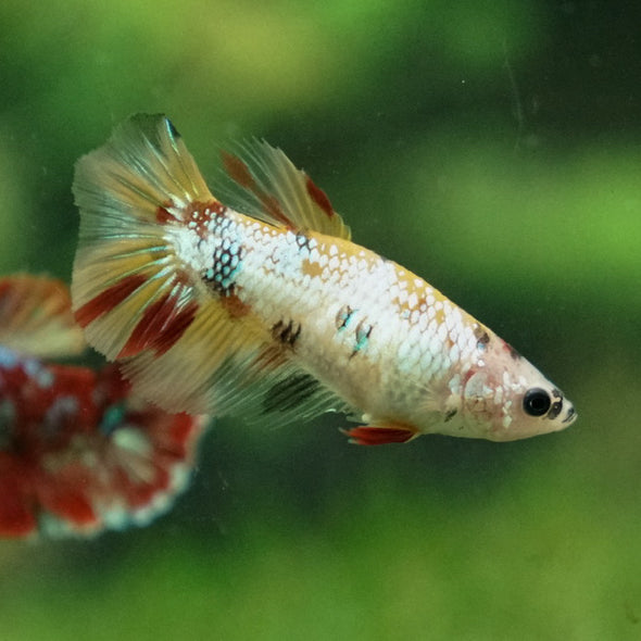 Multicolor/ Galaxy Koi Halfmoon- Female- 13 Weeks Old