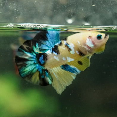 Multicolor/Galaxy Koi Plakat -16 weeks Old