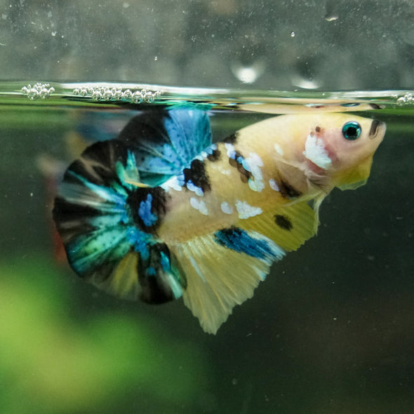 Multicolor/Galaxy Koi Plakat -16 weeks Old
