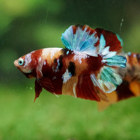 Multicolor/Galaxy Koi Plakat -16 weeks Old