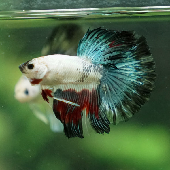 Galaxy Koi Halfmoon - 10 weeks old