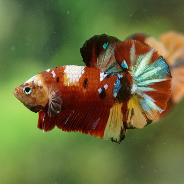 Multicolor/Galaxy Koi Plakat -16 weeks Old