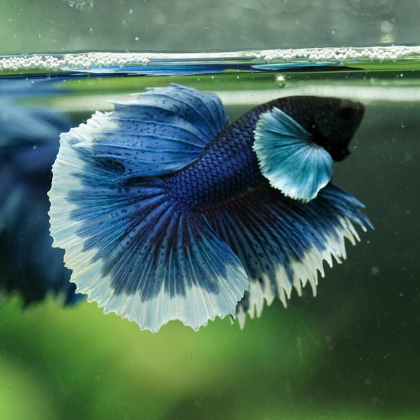 Dumbo Halfmoon - 12 weeks old
