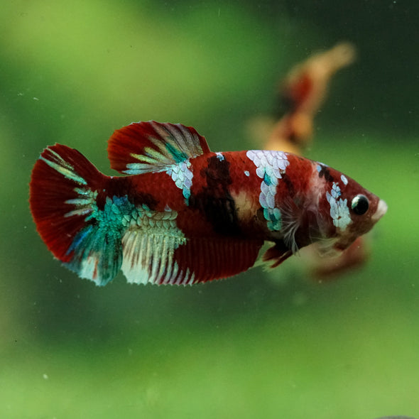 Multicolor/ Galaxy Koi Plakat- Female- 13 Weeks Old