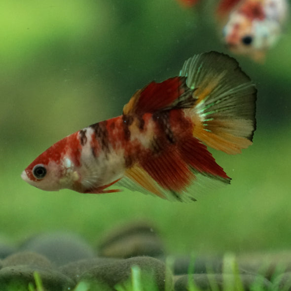 Multicolor/ Galaxy Koi Halfmoon- Female- 13 Weeks Old