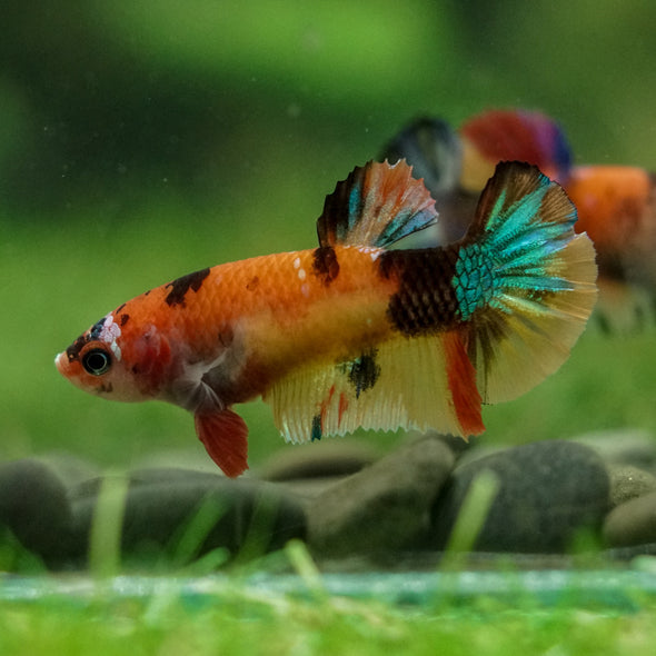 Multicolor/ Galaxy Koi Plakat- Female- 13 Weeks Old