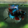Black Base Galaxy Koi Halfmoon (Avatar) - 14 weeks old