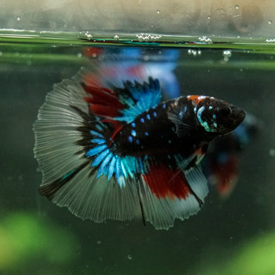 Black Base Galaxy Koi Halfmoon (Avatar) - 14 weeks old