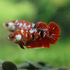 Multicolor/ Galaxy Koi Plakat- Female- 13 Weeks Old