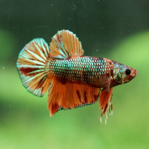 Multicolor/Galaxy Koi Plakat -16 weeks Old