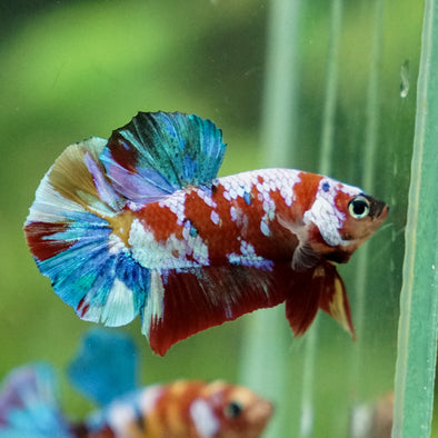 Multicolor/Galaxy Koi Plakat -11 weeks Old