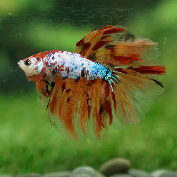 Galaxy Koi Halfmoon - 13 weeks old