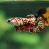 Multicolor/ Galaxy Koi Plakat - Female- 13 Weeks Old