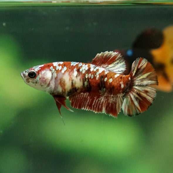 Multicolor/ Galaxy Koi Plakat - Female- 13 Weeks Old