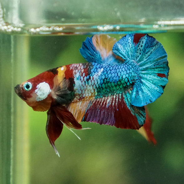 Multicolor/Galaxy Koi Plakat -13 weeks Old