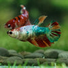 Multicolor/ Galaxy Koi Halfmoon- Female- 13 Weeks Old