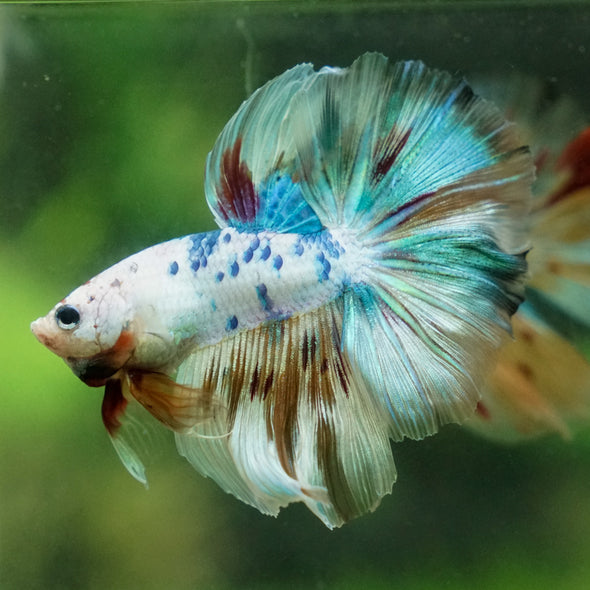 Galaxy/Candy Koi Halfmoon - 13 weeks old