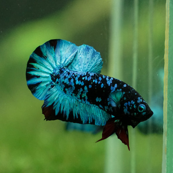 Multicolor/Galaxy Koi Plakat -13 weeks Old