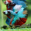 Galaxy/Candy Koi Halfmoon - 14 weeks old