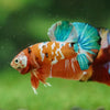 Multicolor/Galaxy Koi Plakat -16 weeks Old