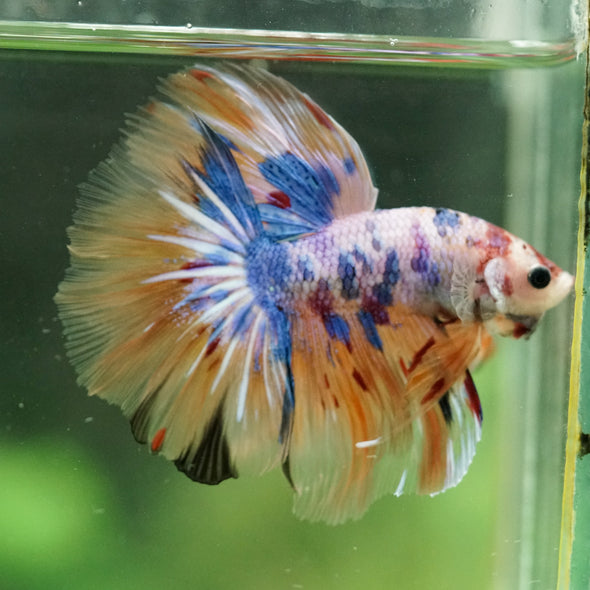 Galaxy/Candy Koi Halfmoon - 14 weeks old