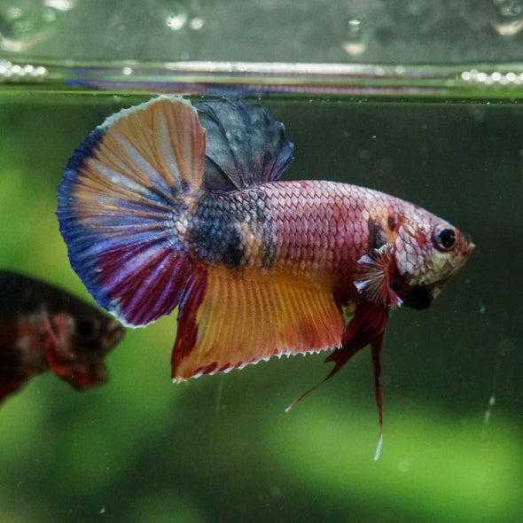 Multicolor/Galaxy Koi Plakat -16 weeks Old