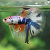 Galaxy/Candy Koi Halfmoon - 14 weeks old
