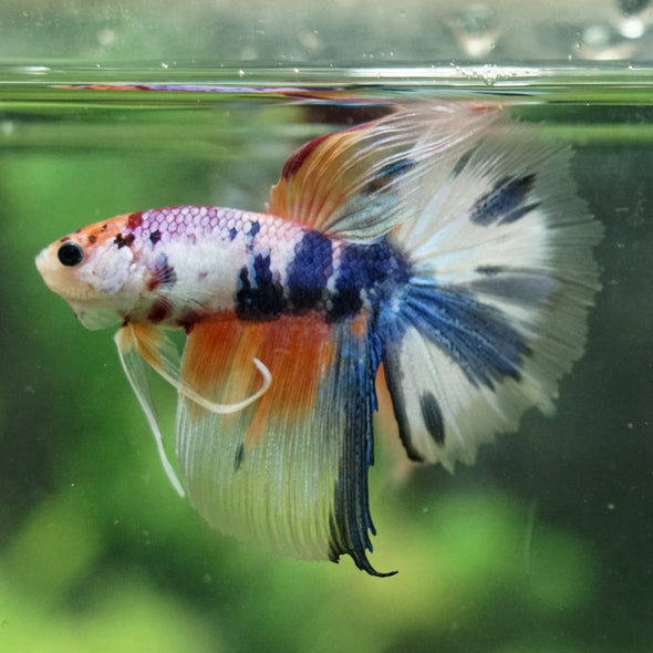 Galaxy/Candy Koi Halfmoon - 14 weeks old