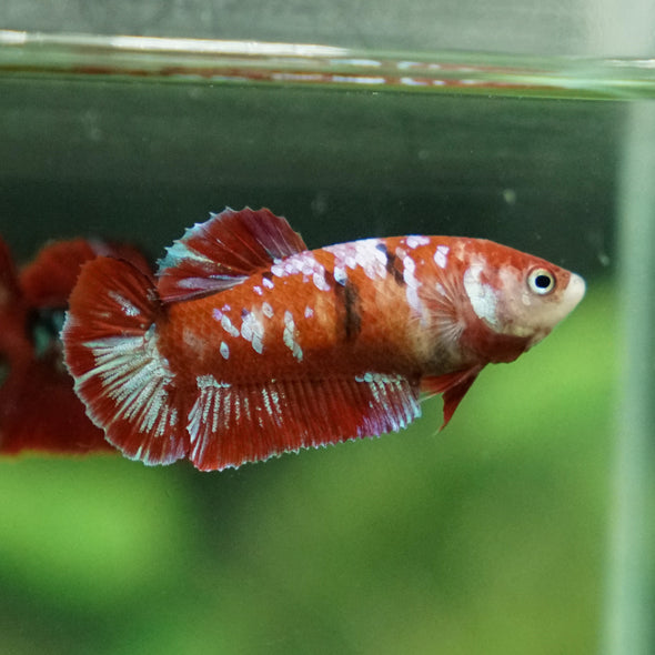 Multicolor/ Galaxy Koi Plakat- Female- 13 Weeks Old